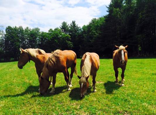 Springtime Snuggles at Circle B Ranch
