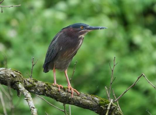Widlund Gallery | Naturelogues: Eyes on Nature