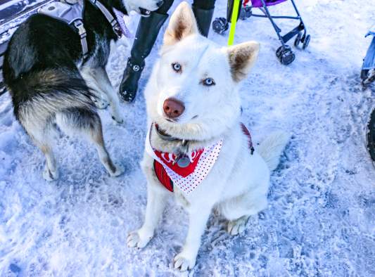Lake George Dog's Got Talent Contest