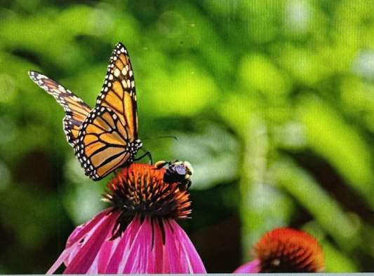 Warren County Master Gardeners Cornell Cooperative Extension
