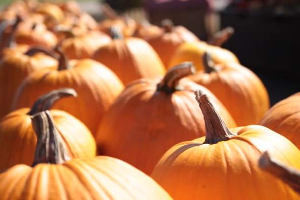 Fall means trips for pumpkins in the Stevens Point Area.