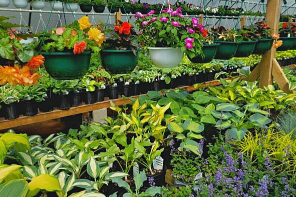 Insiders Guide: Plants, Flowers, and Greenhouses in the Stevens Point Area