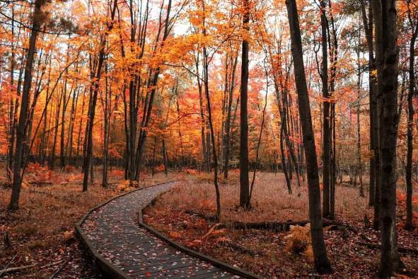fall leaves, fall, hiking, boardwalk
