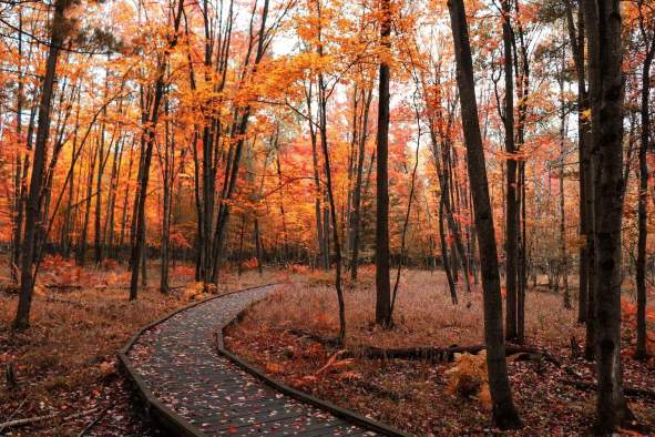 10 Reasons You Need to Visit the Stevens Point Area This Fall