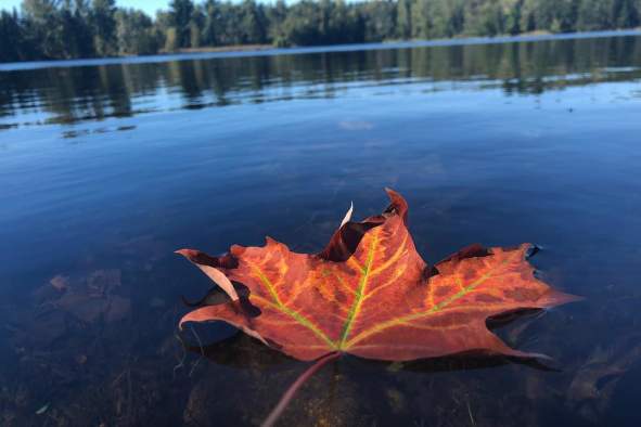 Don't miss the fall colors in Schmeeckle Reserve in the Stevens Point Area.