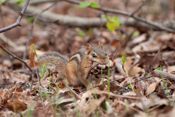 Life of Chattering Chipmunks