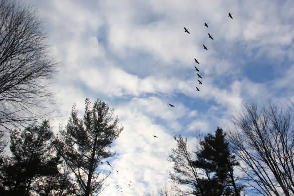 Where Do They Go When the Snow Falls?