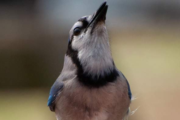 Mocking Jays