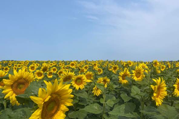 Sunflower Yoga