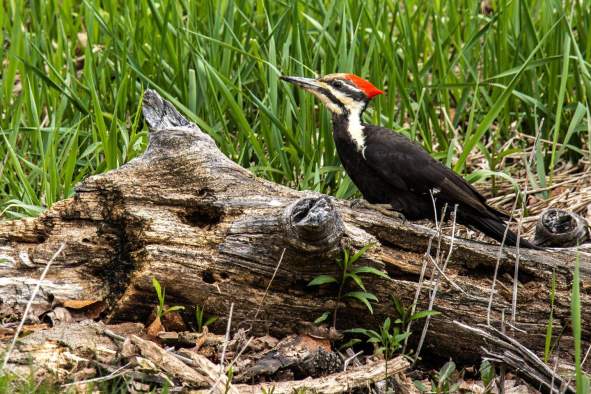 Interpreting Nature from a Pencil’s Tip