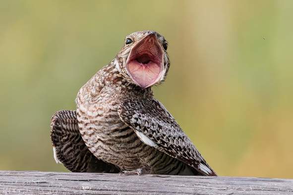 Nighthawk or Not Hawk