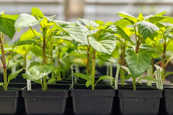 Native Plant Sale