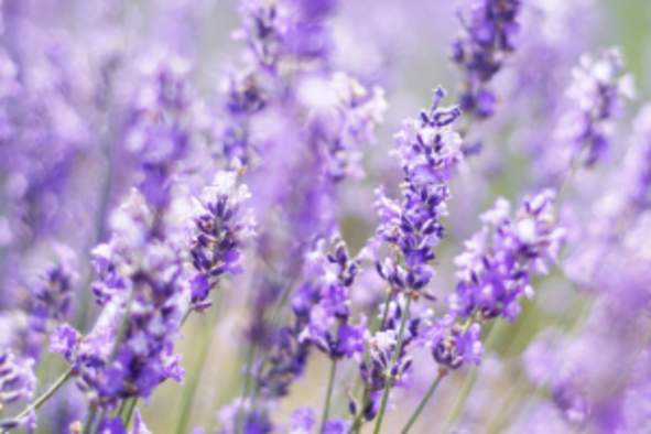 Special Drop-In Activity: Lavender Paper Flower