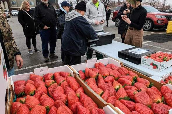 Florida Strawberry Truckload Sale