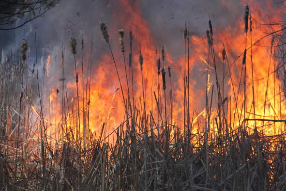 Prescribed Fire as an Ecological Restoration Tool with Dr. Michael Tiller