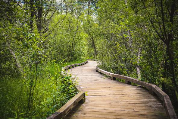 Counting Wildlife, Creating Science
