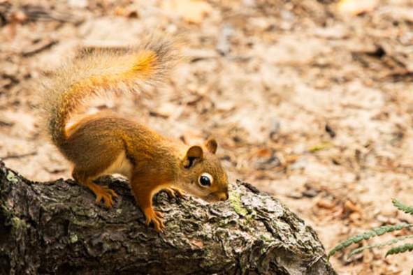 Rise and Shine Hibernators!