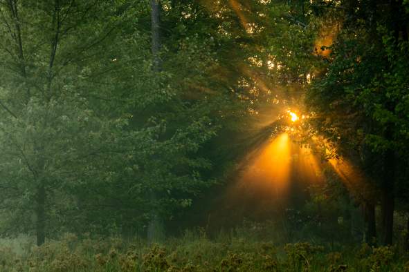 Music in the Woods