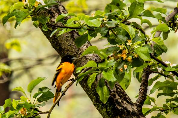 Humming Through Life