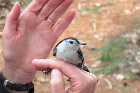 Junior Audubon: Banding Birds