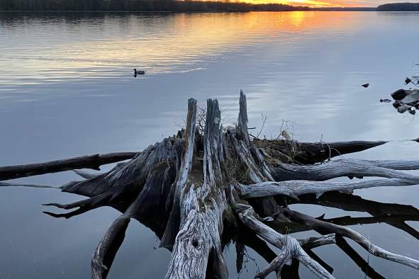 Invasive Species Workdays on Bukholt Island