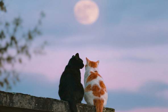 Valentine's Card Making with Cats