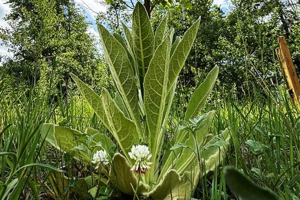 Mullein Medicine: Healing plants in Schmeeckle
