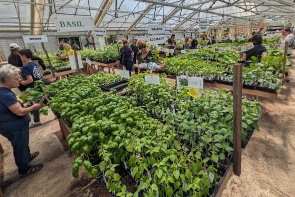 Plant Sale