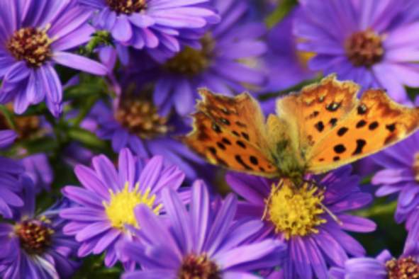 Native Plant and Pollinator Workshop