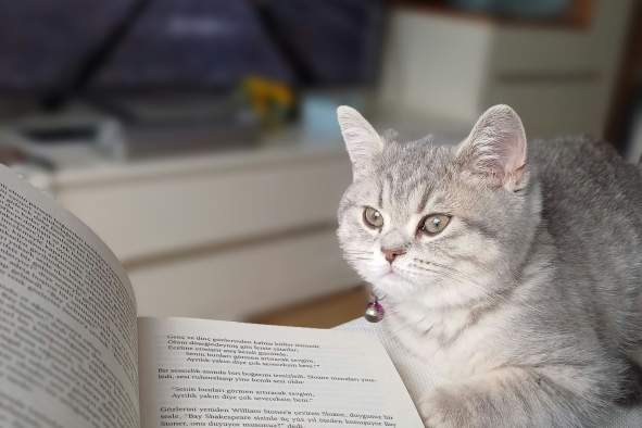 Literary Paws: Silent Reading Night with Cats