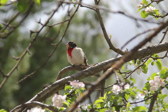 A.M. Ornithology