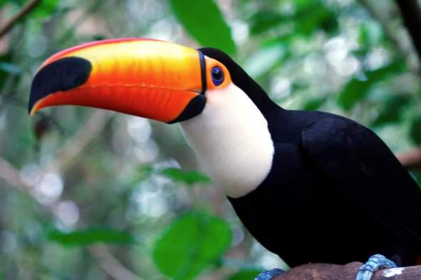 Panama: A Grand Birding Adventure Presentation