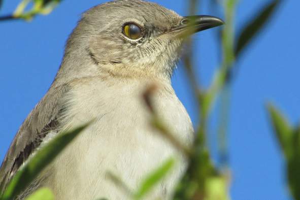 Darwin's Finches Under Attack