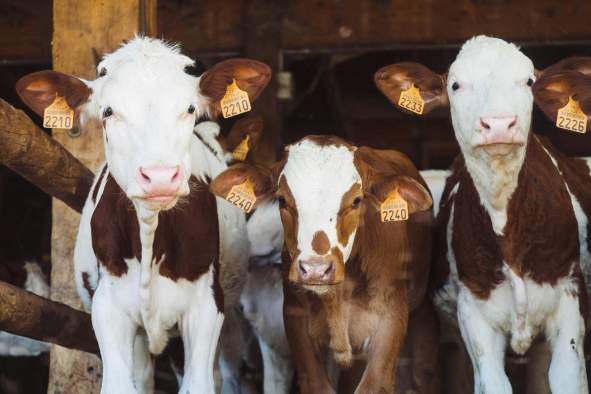 8th International Symposium of Animal Mortality Management