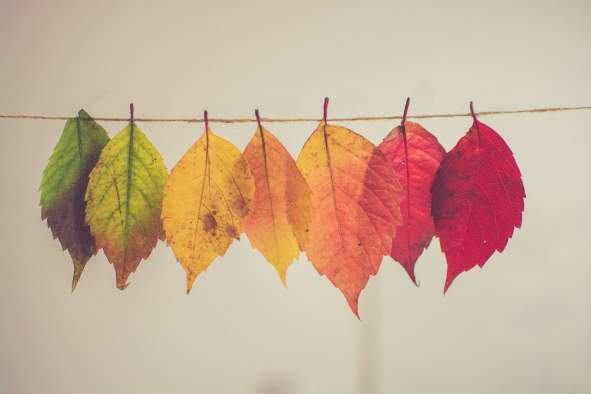 Fall Bazaar