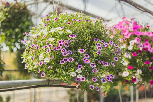 Greenhouse Sale