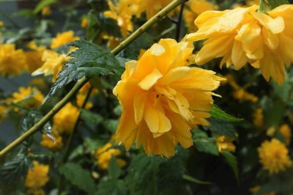 Basics of Rain Gardens
