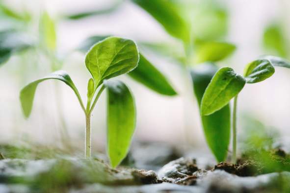Cold-Hardy Plant Sale