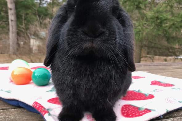 Make it! Washcloth Bunnies