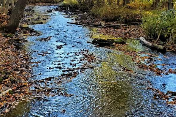 Disappearing Ponds of the Forest