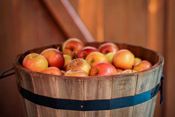 Big Nik's Bobbing For Apples Contest