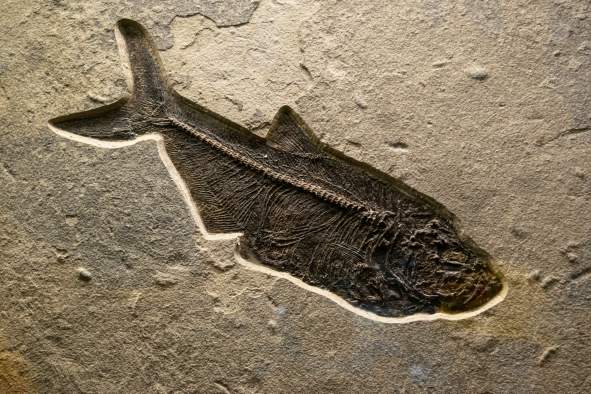 Junior Scientists: Extreme Fossils