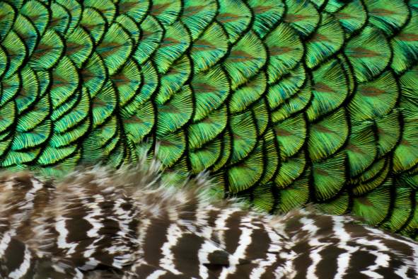 Junior Scientists: Scales, Feathers, Wings, and Claws