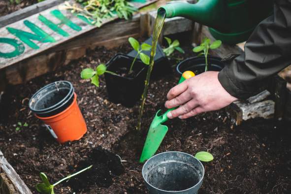 Scouts Gardening Merit Badge Clinic