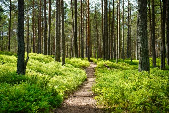 39th Portage/Waupaca Ice Age Trail Hike-A-Thon