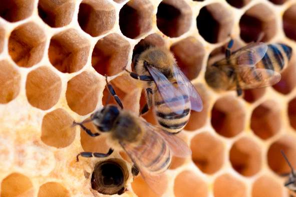 Observe and Conserve Wisconsin's Bumble Bees