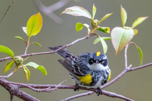 Junior Audubon - Banding Birds