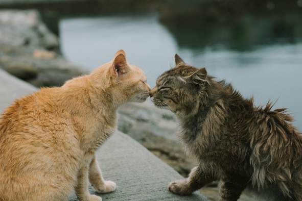 Feline Spay/Neuter Clinic