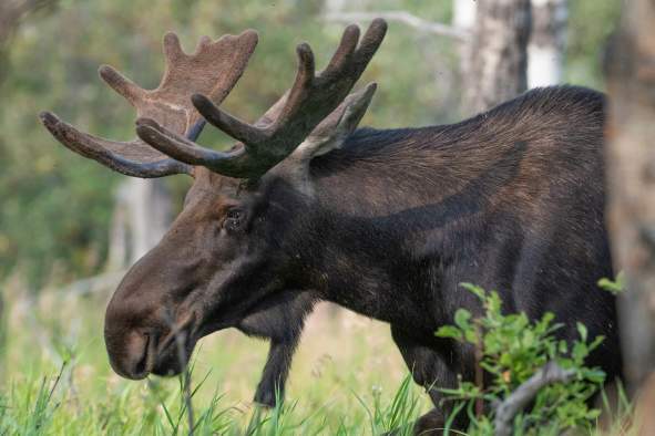 Wisconsin Moose Association Annual Convention
