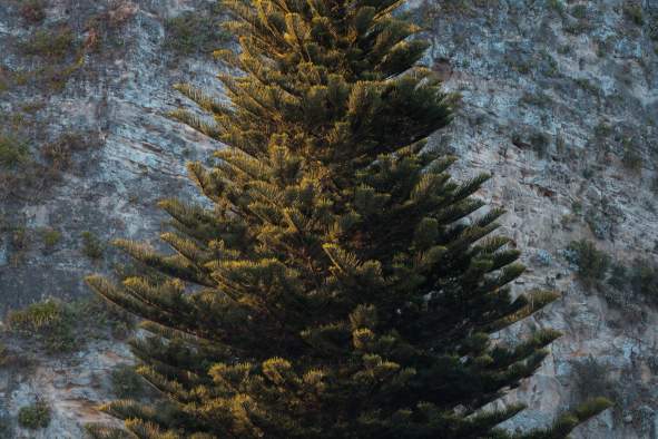 Tipsy Tree Market